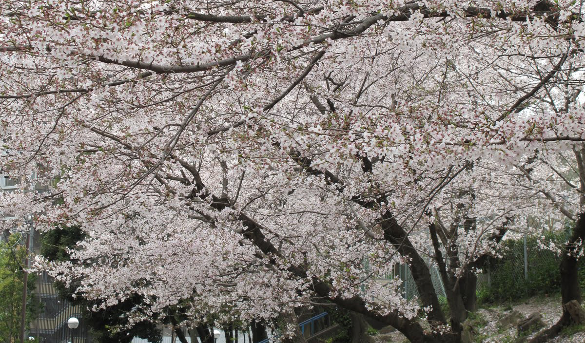 Florada das Cerejeiras, Modena
